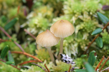 Sphagnomphalia brevibasidiata, also called Gyroflexus brevibasidiatus, wild mushroom growing on bogs in Finland