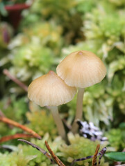 Sphagnomphalia brevibasidiata, also called Gyroflexus brevibasidiatus, wild mushroom growing on bogs in Finland