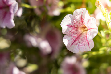 The background image of the colorful flowers