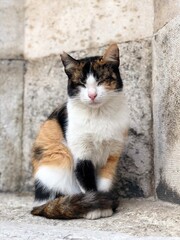 Retrato de un gato en Estambul, Turqu&iacute;a