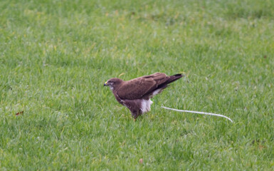 Action photo of Buzzard in meadow, defecating