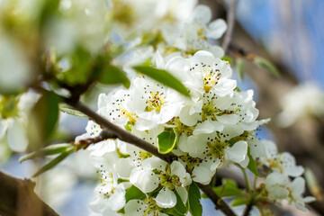 Branch of a flowering pear in spring close-up. the background is blurred, soft tones, white flowers.