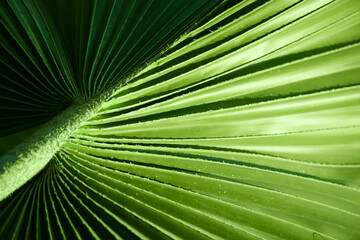 Green palm tree leaf 