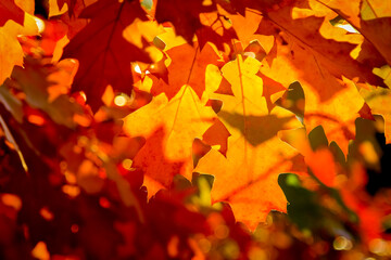 Naklejka na ściany i meble Red maple leaves in the sunlight in autumn.