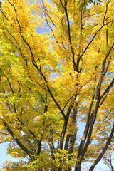 晩秋の黄葉の欅