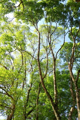 冬の公園の楠木