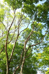 冬の公園の楠木