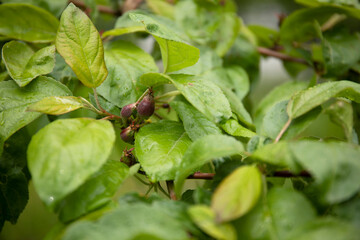 Young ovary of new fruits of apples in a garden