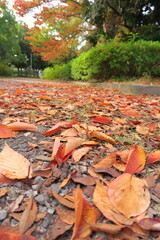 枯れ葉散る晩秋の公園風景