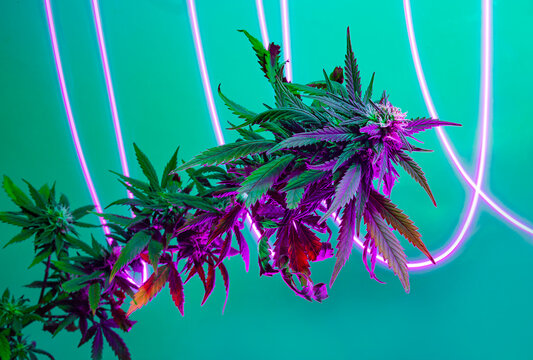 Purple flowering marijuana plant with halogen fluorescent light effect traces. Cannabis hemp with freezelight on turquoise background. New progressive futuristic look of medicinal marijuanna plant