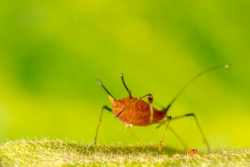 Macro photography  of an insect on blur background.