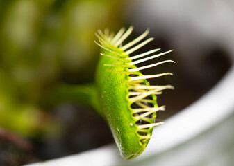 Closed up of a venus fly trap plant with blur background.
