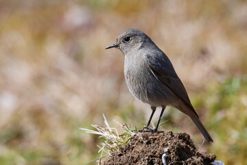 Weiblicher Hausrotschwanz (Phoenicurus ochruros)	
