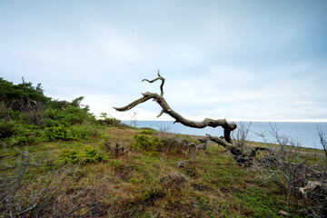 Dead tree laying in grass with ocean in the background.