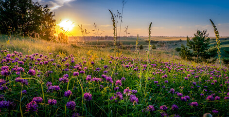 Sunset over the blooming field flowers hills © Игорь Кляхин