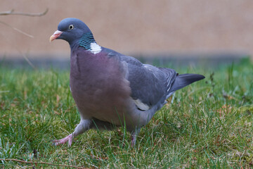 Ringeltaube bei der Futtersuche	