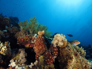Naklejka na ściany i meble Octopus cyanea blending in on a beautiful coral reef