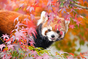 red panda in the autumn forest © redpandian