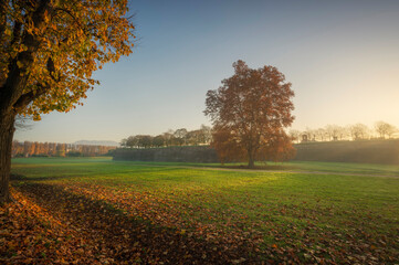 Lucca city walls and tree at sunrise. Tuscany, Italy