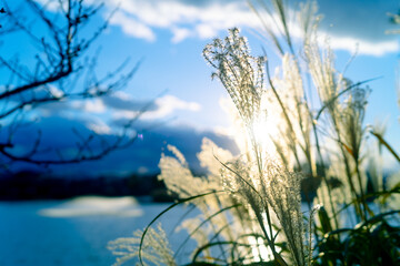 grass and sky