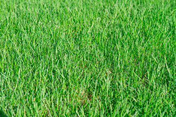 Beautiful green grass lawn made of grass in summer.