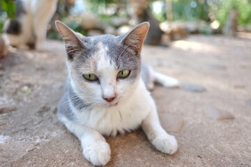In selective focus a cute tabby cat with moody face  sitting on a ground floor 