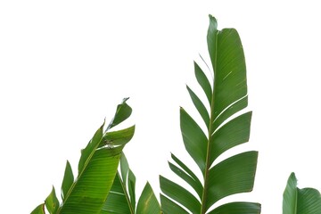 A tearing banana leaf on white isolated background for green foliage backdrop with copy space