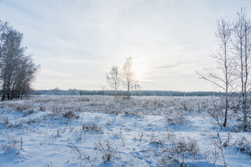 Snow covered winter field with trees. Winter landscape. Beautiful winter nature.