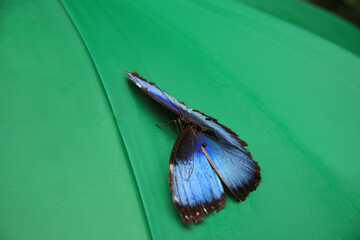 blue morpho sitting on a turquoise umbrella in Costa Rica	