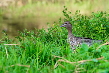 A single duck up close at Merri Creek in Victoria, Australia.