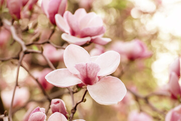 Obraz premium Magnolia spring flowers