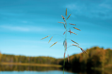 close-up of a blade of grass against the backdrop of a lake and forest on a summer day