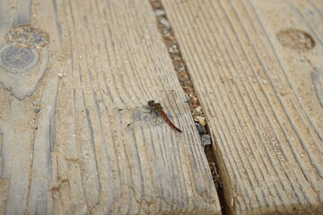 赤とんぼ　長野県 - Dragonfly on the wooden road