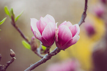 Obraz premium Magnolia spring flowers