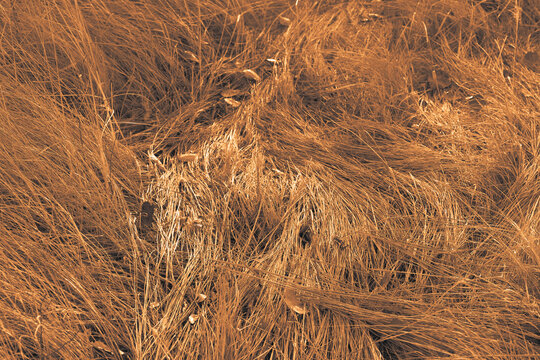A trail lined with dense steppe grass. The grass is trampled by forest animals in shape by a winding path. Sunset in the steppe in autumn. Selective focus. Close-up.