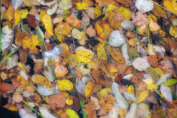 Schwimmende Feder und Herbstblättter.