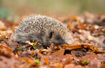 Hedgehog, Scientific nam:  Erinaceus Europaeus.  Wild, native, European hedgehog in Autumn with orange oak leaves, blurred background and facing right,horizontal, space for copy