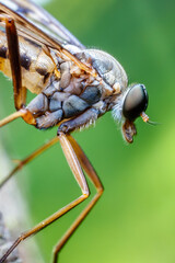 Mosquito tomado con objetivo macro
