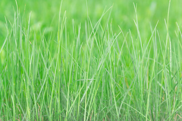 Fototapeta na wymiar Background of long green blades of grass on a green blurred background.