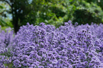 Purple Marguerite flowers in the garden farm