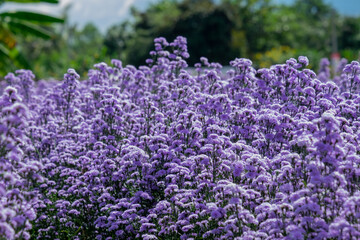 Obraz premium Purple Marguerite flowers in the garden farm