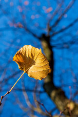 yellow leaf in autumn on a fallen tree