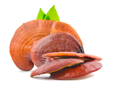 Ganoderma Lucidum Mushroom an isolated on white background