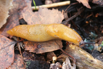 Malacolimax tenellus, commonly known as lemon slug