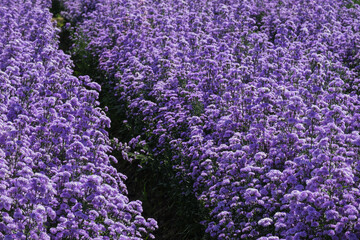 Naklejka na ściany i meble Purple Marguerite flowers in the garden farm