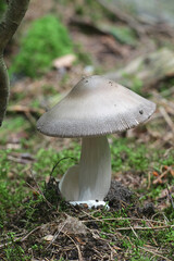 Amanita battarrae, a species of ringless amanita, wild mushroom from Finland