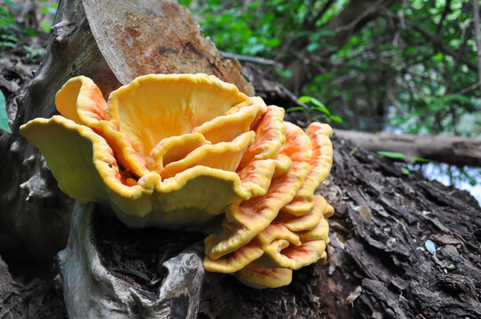 Laetiporus sulphureus "chicken of the woods" fungi - also known as sulphur shelf mushroom