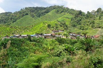 Small aboriginal settlement near Tanah Rata, in the Cameron Highlands, Malaysia. The beautiful area...