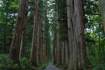 Sunlight Shining Through a Forest and cedar trees on a country dirt road - 杉の木 信州 戸隠村	