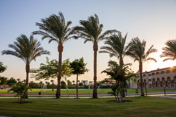 Soccer football field at sunset with palm trees in Egypt.